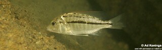 Protomelas pleurotaenia &#39;Harbour Island&#39;
