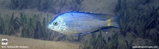 Protomelas pleurotaenia &#39;Mbamba Bay&#39;