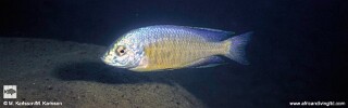 Protomelas pleurotaenia &#39;Metangula&#39; Protomelas cf. microstoma &#39;Metangula&#39;