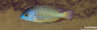 Protomelas pleurotaenia &#39;Otter Point&#39;