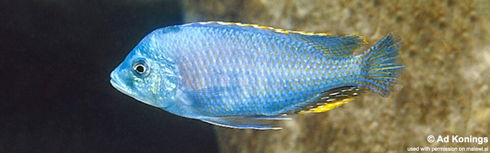 Protomelas similis 'Likoma Island'
