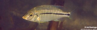 Protomelas similis &#39;Kambiri Point&#39;