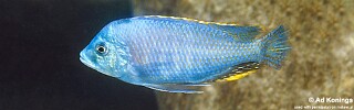 Protomelas similis &#39;Likoma Island&#39;