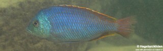 Protomelas similis &#39;Masinje&#39;