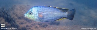 Protomelas similis &#39;Mbamba Bay&#39;
