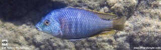 Protomelas similis &#39;Ngkuyo Island&#39;