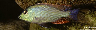 Protomelas similis &#39;Senga Bay&#39;