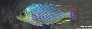 Protomelas similis &#39;Thumbi West Island&#39;