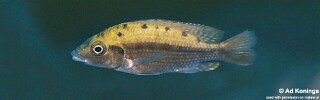 Protomelas sp. &#39;hertae&#39; Linganjala Reef