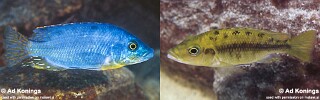 Protomelas sp. &#39;hertae&#39; Maingano Island