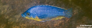 Protomelas sp. &#39;hertae&#39; Maleri Island