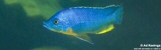 Protomelas sp. &#39;hertae&#39; Nakantenga Island