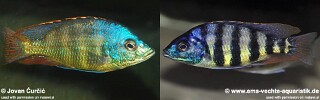 Protomelas sp. &#39;johnstoni solo&#39;