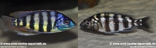 Protomelas sp. &#39;johnstoni solo&#39; Makonde