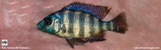 Protomelas sp. &#39;johnstoni solo&#39; Matema