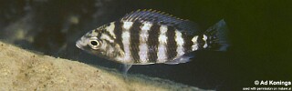 Protomelas sp. &#39;johnstoni solo&#39; Nkanda