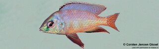 Protomelas sp. &#39;johnstoni solo&#39; Pombo Rocks