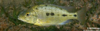 Protomelas sp. &#39;oxyrhynchus mix&#39;