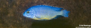 Protomelas sp. &#39;steveni black belly&#39; Bandawe Point