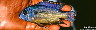 Protomelas sp. &#39;steveni black belly&#39; Kande Island