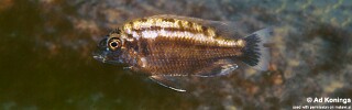 Protomelas sp. &#39;steveni black belly&#39; Mdoka Reef
