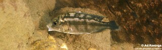 Protomelas sp. &#39;steveni black belly&#39; Nkhata Bay