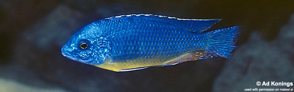 Protomelas sp. 'steveni imperial' Chiloelo