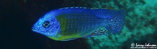 Protomelas sp. &#39;steveni imperial&#39; Chizumulu Island