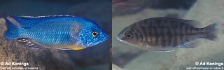 Protomelas sp. &#39;steveni imperial&#39; Cobwé