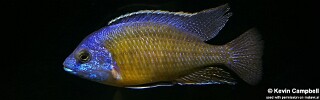 Protomelas sp. &#39;steveni imperial&#39; Likoma Island