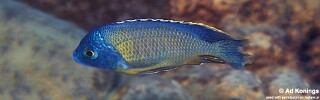 Protomelas sp. &#39;steveni imperial&#39; Lumbaulo