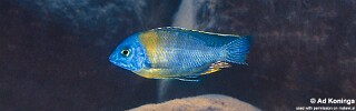 Protomelas sp. &#39;steveni imperial&#39; Makonde