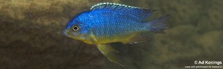 Protomelas sp. &#39;steveni imperial&#39; Malopa