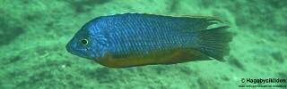 Protomelas sp. &#39;steveni imperial&#39; Masinje