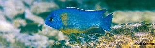 Protomelas sp. &#39;steveni imperial&#39; Minos Reef