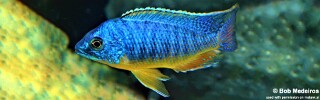 Protomelas sp. &#39;steveni imperial&#39; Narungu