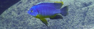 Protomelas sp. &#39;steveni imperial&#39; Ndomo Point