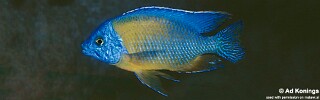 Protomelas sp. &#39;steveni imperial&#39; Ndumbi Rocks