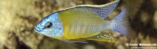 Protomelas sp. &#39;steveni imperial&#39; Nkanda