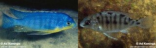 Protomelas sp. &#39;steveni imperial&#39; Pombo Rocks