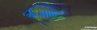 Protomelas sp. &#39;steveni imperial&#39; Thumbi Point
