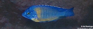 Protomelas sp. &#39;steveni imperial&#39; Thundu