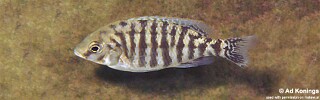 Protomelas sp. &#39;steveni imperial&#39; Tumbi Point