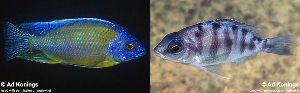 Protomelas sp. 'steveni taiwan' Ngkuyo Island