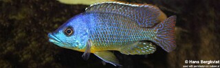 Protomelas sp. 'hertae'.jpg