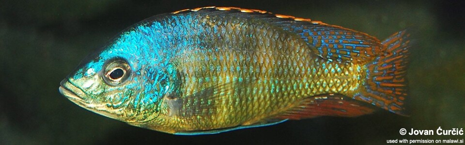 Protomelas sp. 'johnstoni solo' (unknown locality)