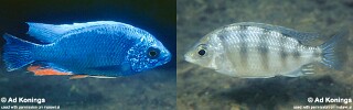 Protomelas sp. 'steveni taiwan' Higga Reef.jpg