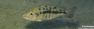 Protomelas spilonotus &#39;Bandawe Point&#39;