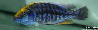 Protomelas spilonotus &#39;Chitedze Rock&#39;