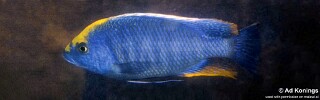 Protomelas spilonotus &#39;Luwala Reef&#39;